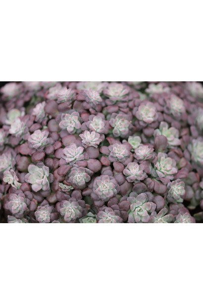 Седум широколистий пурпуреум фото